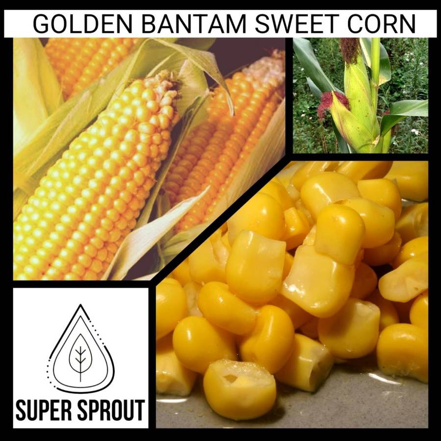 GOLDEN BANTAM SWEET CORN NON-GMO HEIRLOOM x 25 seeds