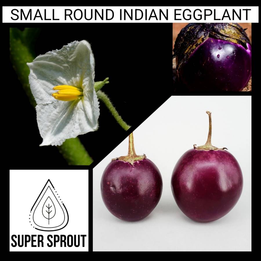 INDIAN EGGPLANT x 15 organic seeds
