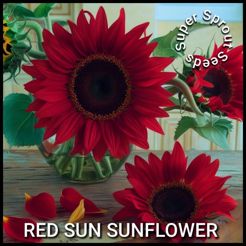 SUNFLOWER RED SUN x 15 seeds