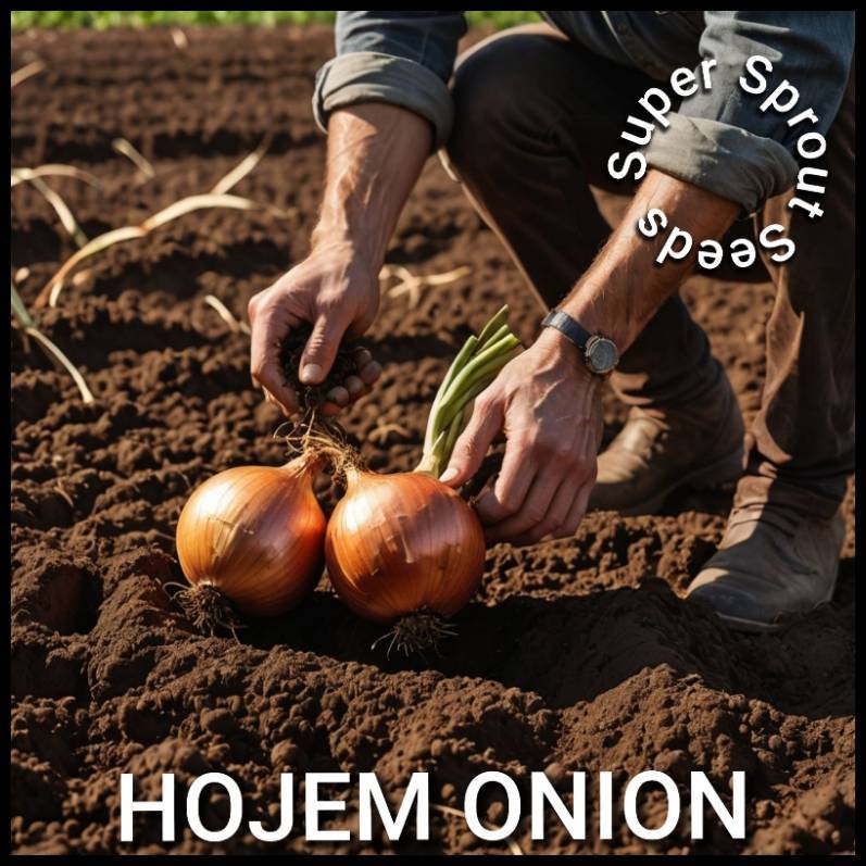 HOJEM ONION  x 50+ seeds