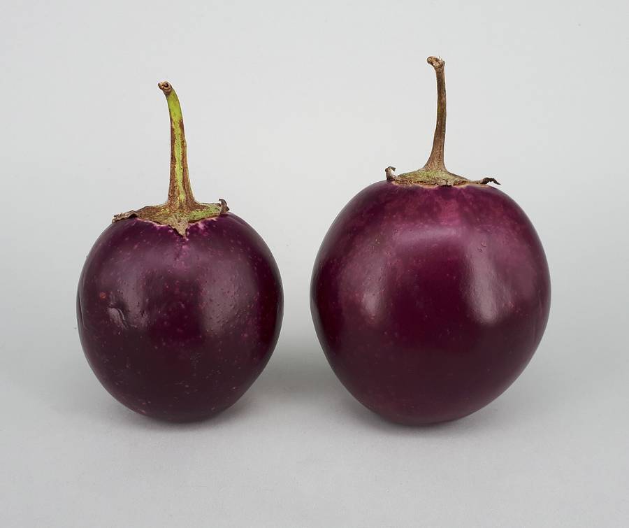 INDIAN EGGPLANT x 15 organic seeds