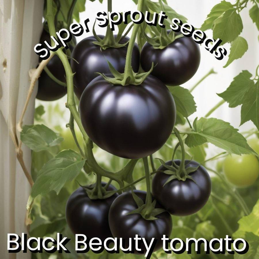 BLACK BEAUTY TOMATOES x 15+ seeds