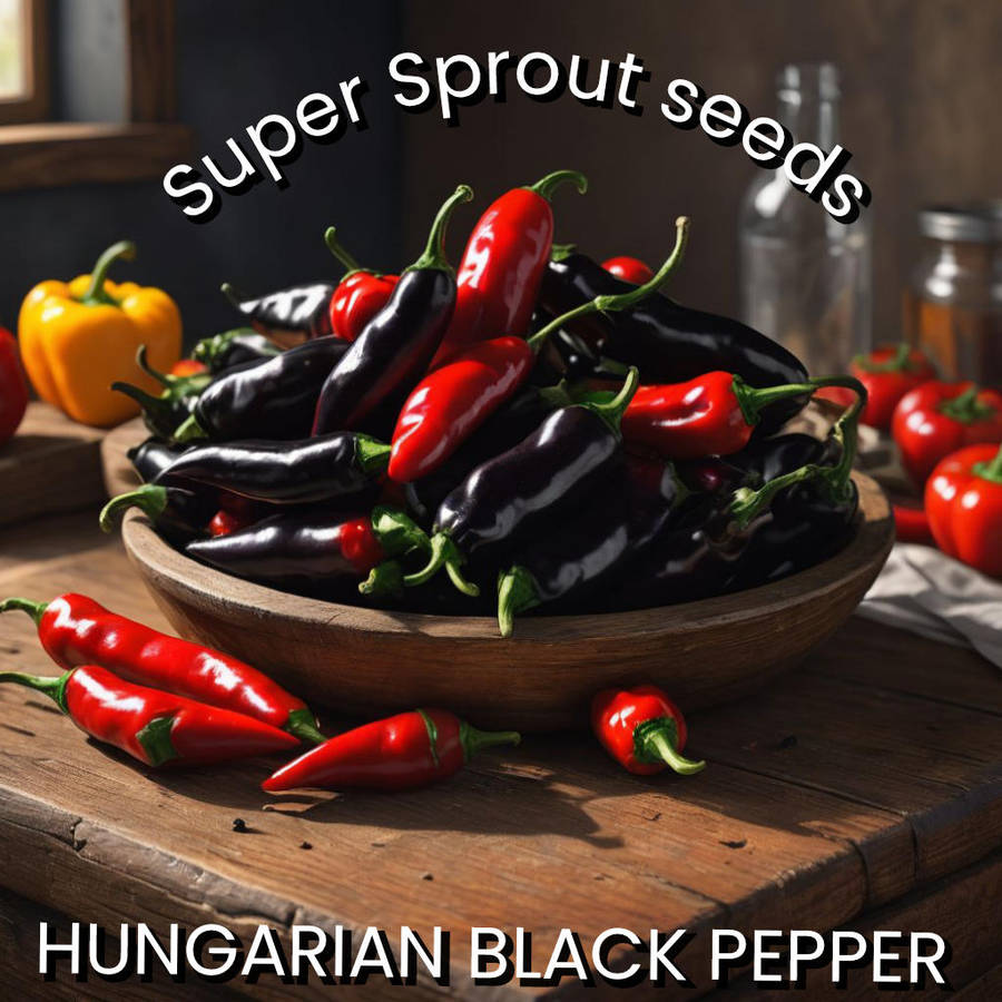 HUNGARIAN BLACK CHILLI PEPPER x 10+ organic seeds