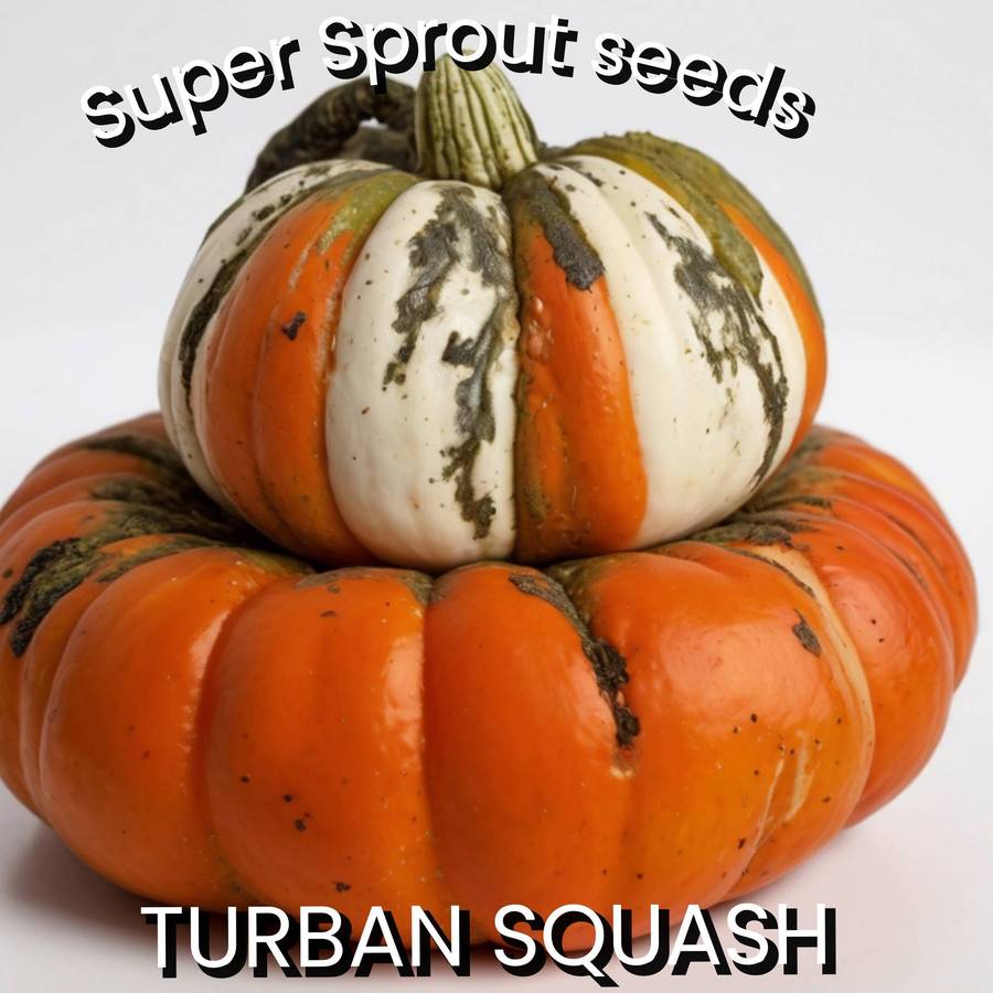 TURBAN SQUASH  x 5 seeds