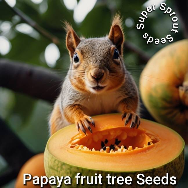 PAPAYA FRUIT TREE x 10 seeds