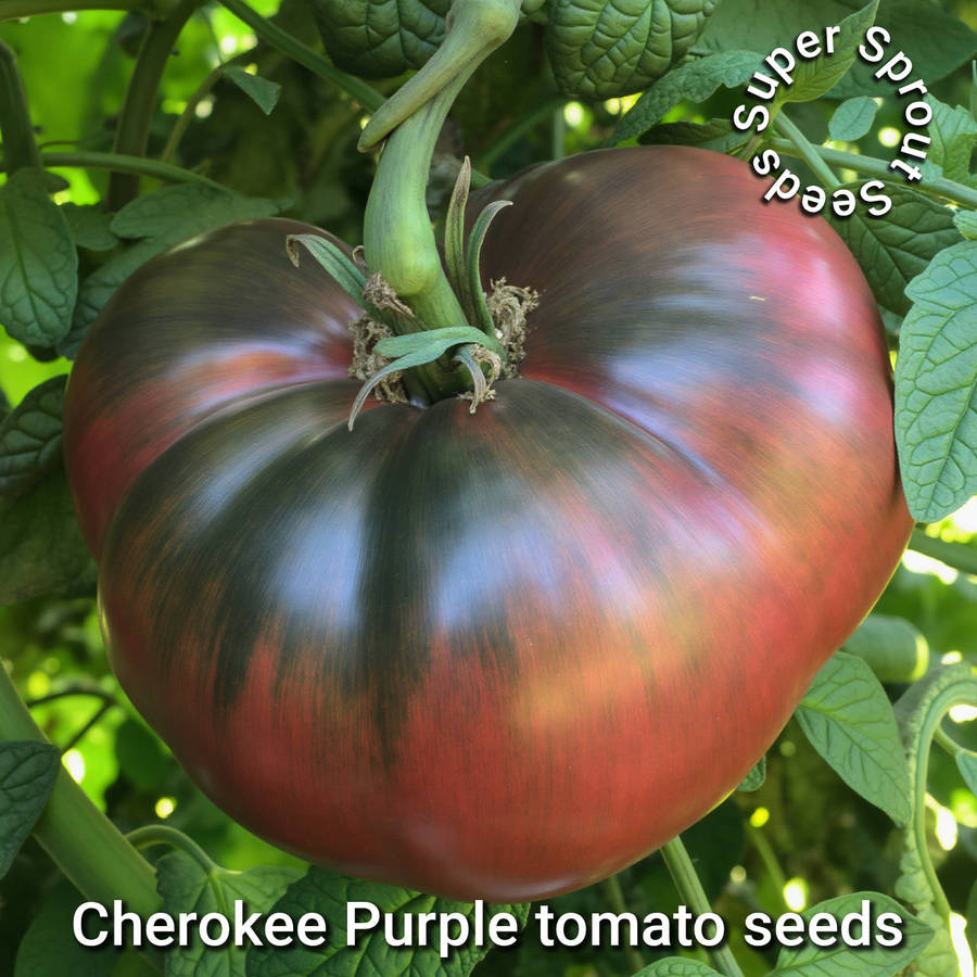 CHEROKEE PURPLE TOMATO x 15+ seeds