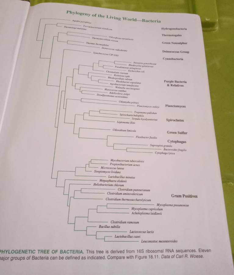 Biology of Microorganisms, Brock, Madigan, Martinko & Parker
