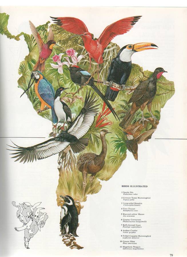 THE WORLD ATLAS OF BIRDS - MITCHELL BEAZLEY PUBLISHERS - MARTYN BRAMWELL EDITOR (1980)