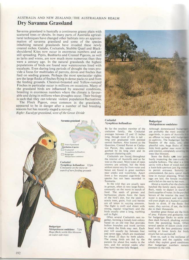 THE WORLD ATLAS OF BIRDS - MITCHELL BEAZLEY PUBLISHERS - MARTYN BRAMWELL EDITOR (1980)