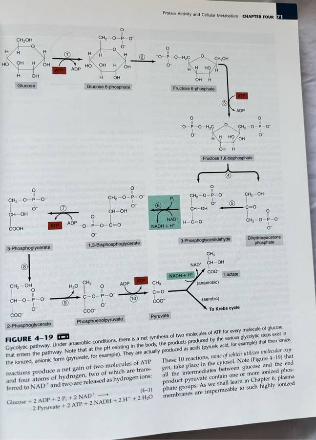 Human Physiology The Mechanics of Body Function 8th Edition Vander, Sherman, Luciano
