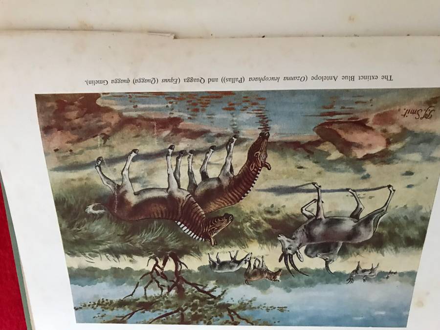 The Mammals of South Africa 1954 by Austin Roberts Hardcover