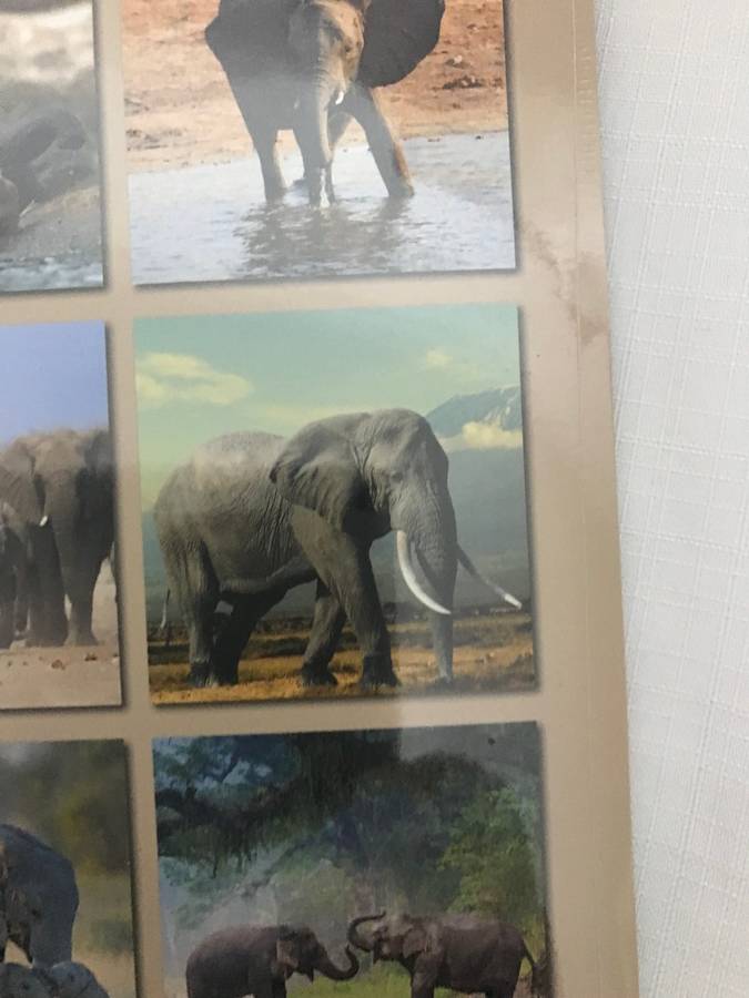 Elephants calendar 2023 Sealed New