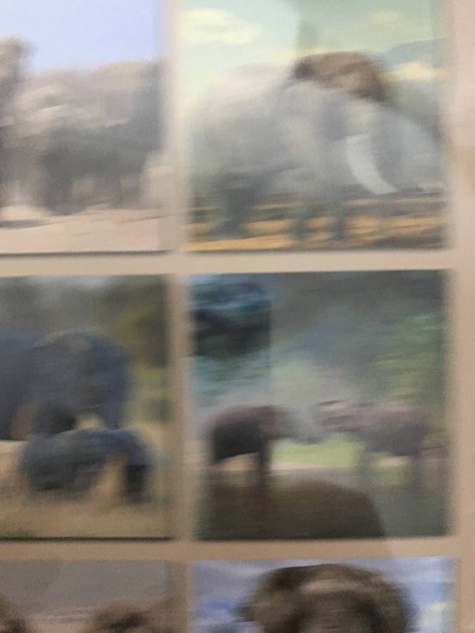 Elephants calendar 2023 Sealed New