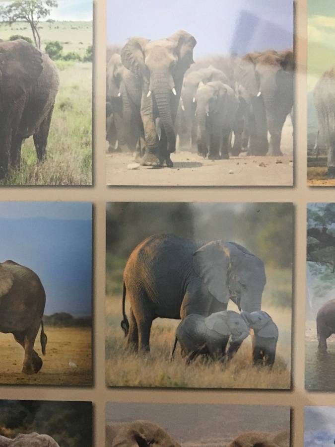 Elephants calendar 2023 Sealed New