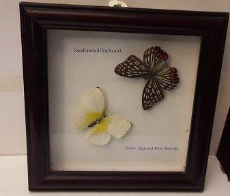 Framed Butterfly Wall Decor 20 cm