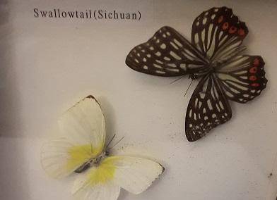 Framed Butterfly Wall Decor 20 cm