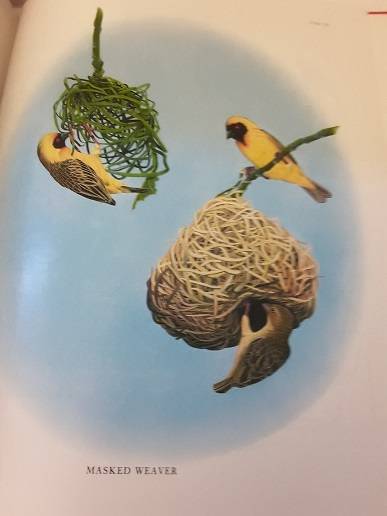 Books -  Garden Birds of South Africa , Kenneth Newman