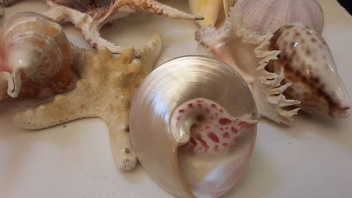 Sea Shells and Coral