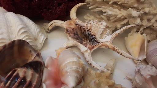 Sea Shells and Coral