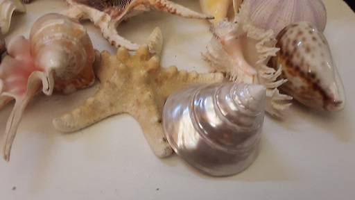 Sea Shells and Coral