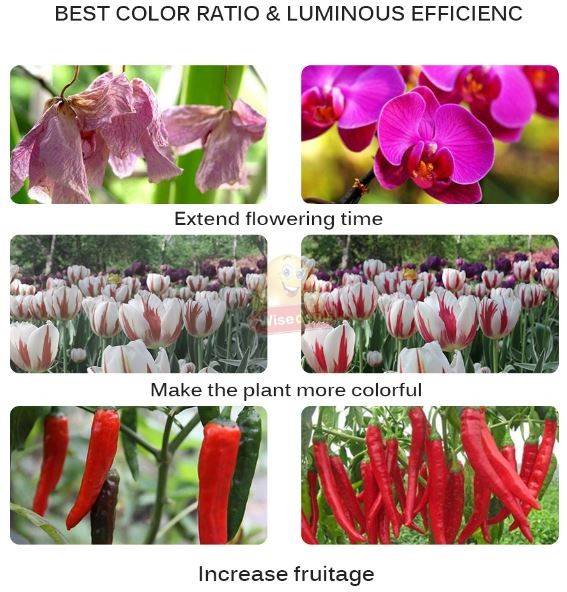 COB Full Spectrum Plant and Vegetable LED Grow Light
