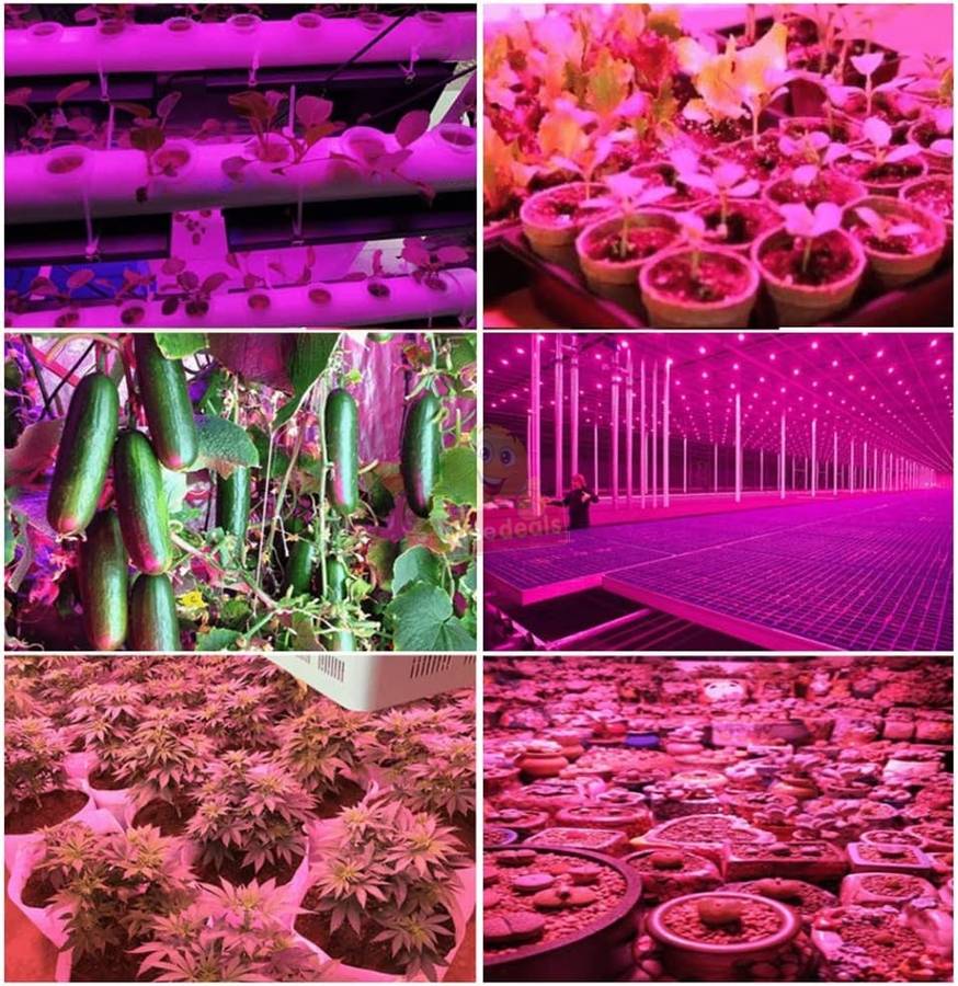 COB Full Spectrum Plant and Vegetable LED Grow Light
