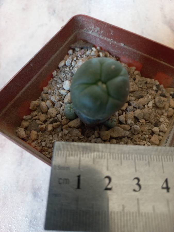 Lophophora williamsii Caespitosa 2 pups