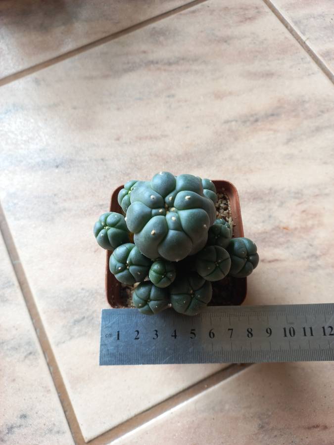 Lophophora williamsii Caespitosa 15 pups