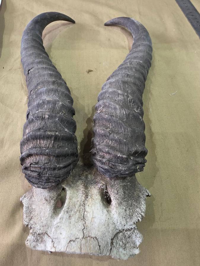 SPRINGBOK RAM HORNS