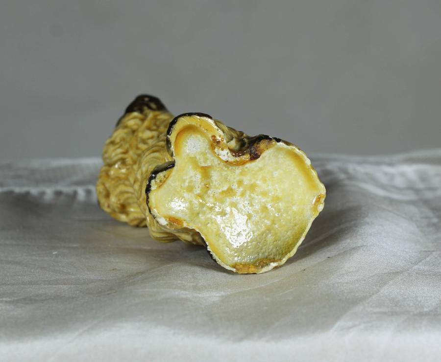 Small molded terrier