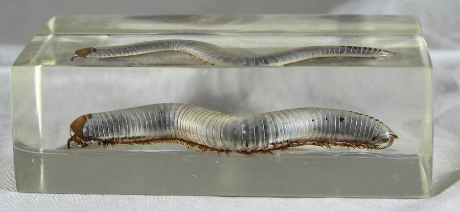 Centipede in a resin block