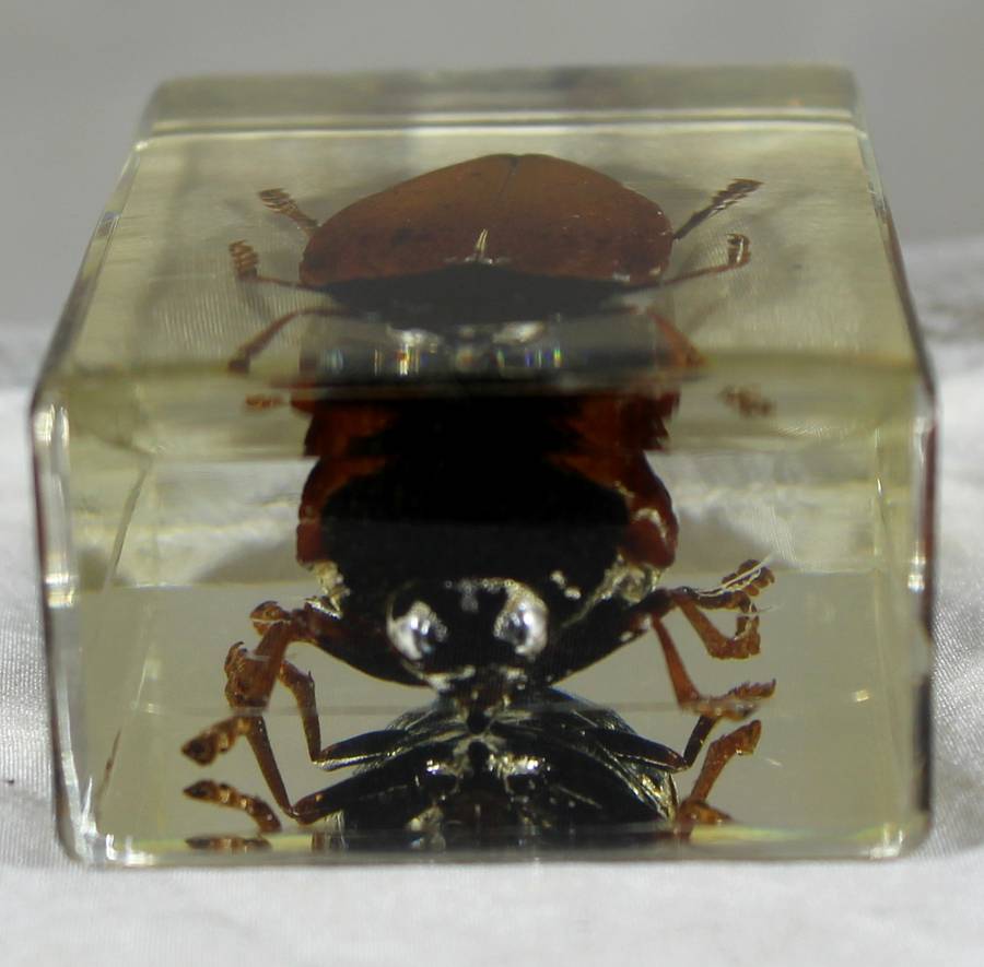 Giant cockroach in a resin block