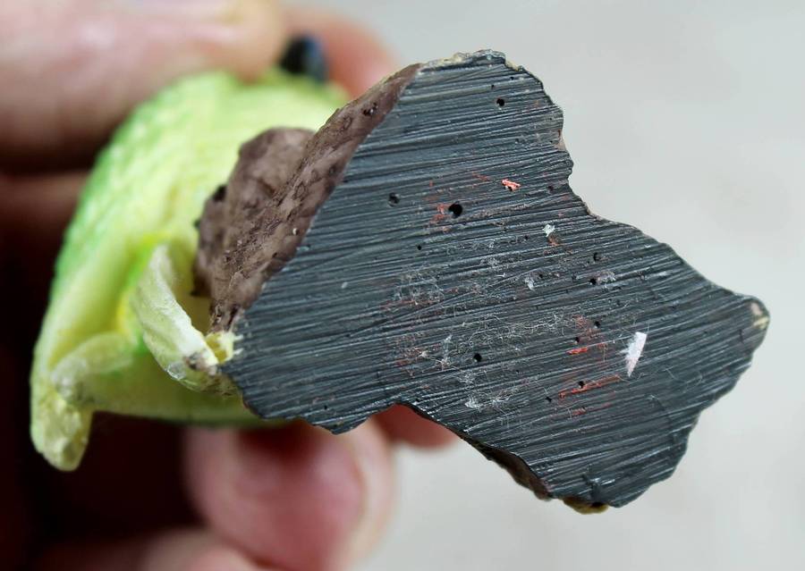 Molded sulpher crested cockatoo