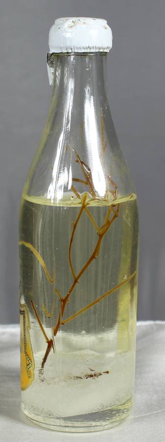 Mini liquor bottles - Manousos - Coriandolino