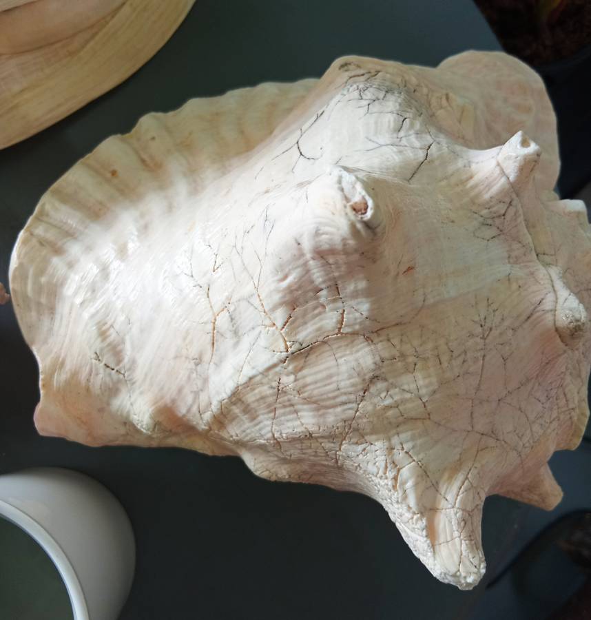 COLLECTION OF GENUINE LARGE BEAUTIFUL OCEAN SHELLS *SALES FOR MANY THOUSANDS*