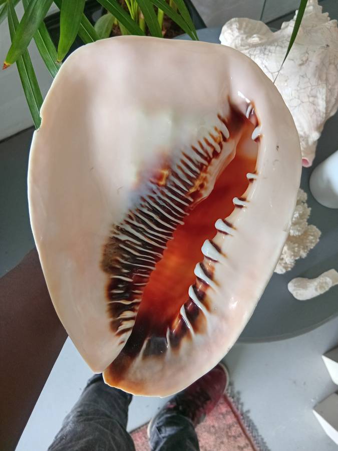 COLLECTION OF GENUINE LARGE BEAUTIFUL OCEAN SHELLS *SALES FOR MANY THOUSANDS*