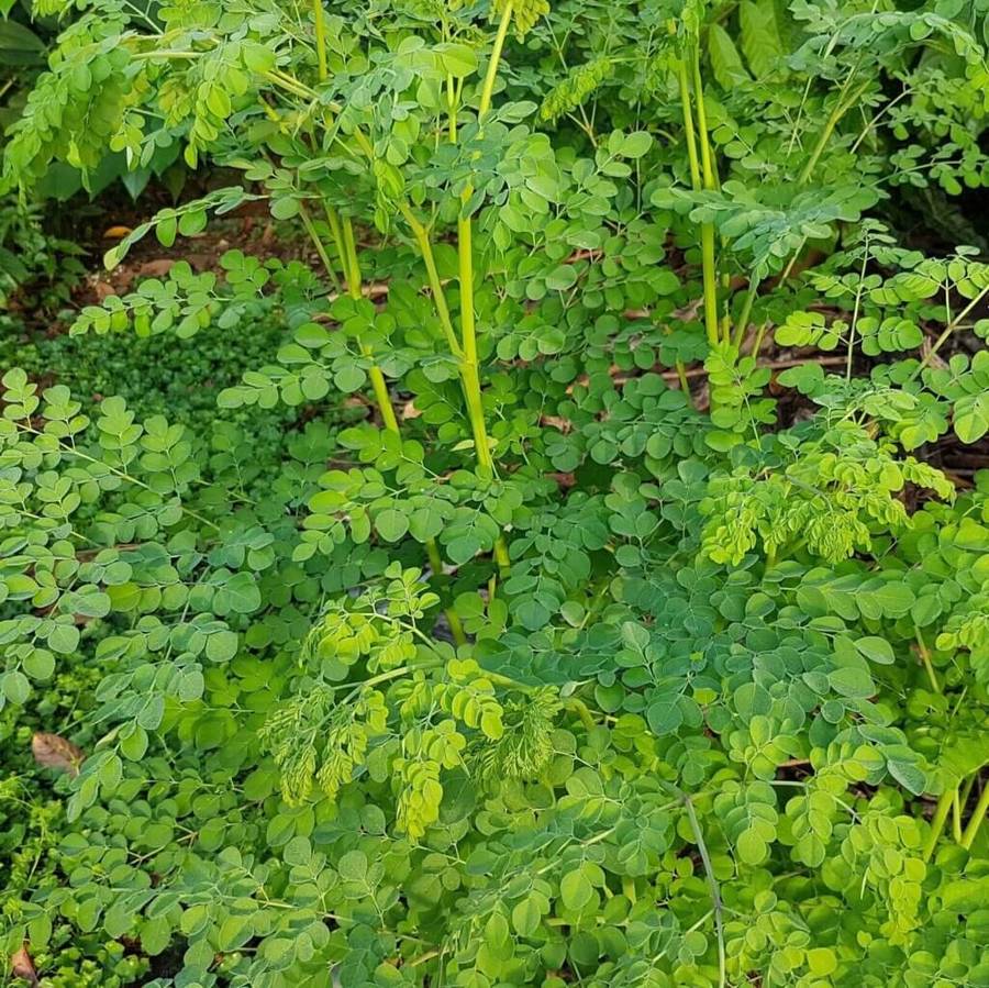 MORINGA CAPSULES (120)