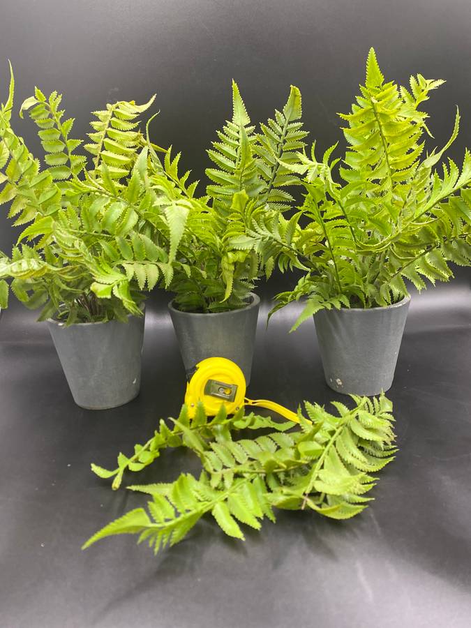 Artificial Fern Plants X3