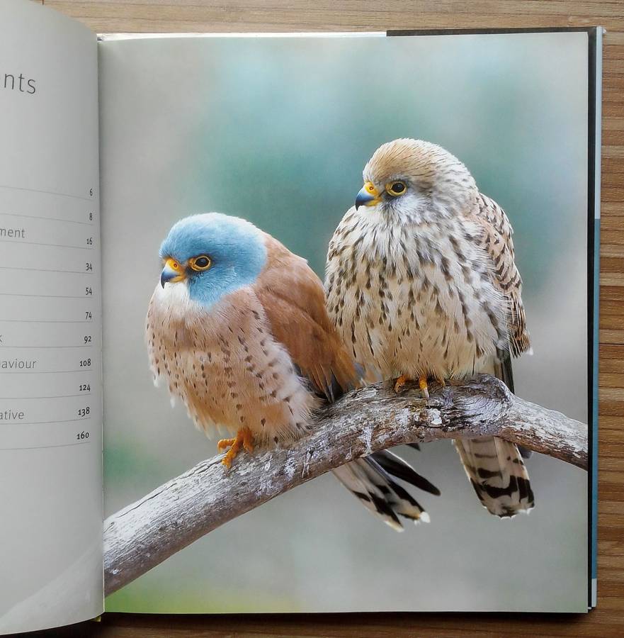 Creative Bird Photography by Bill Coster