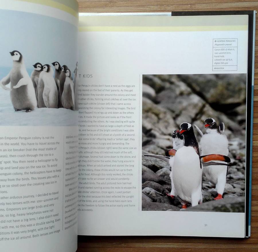 Creative Bird Photography by Bill Coster