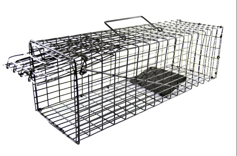 Investify Humane Rat and Mouse Trap Cage 40 cm x 12,5 cm , 12,5 cm .