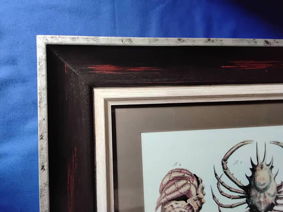 Framed Illustration Plate Print - A Natural History of Barbados