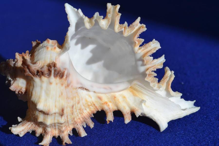 Natural Sea Shells - Chicoreus Ramosus