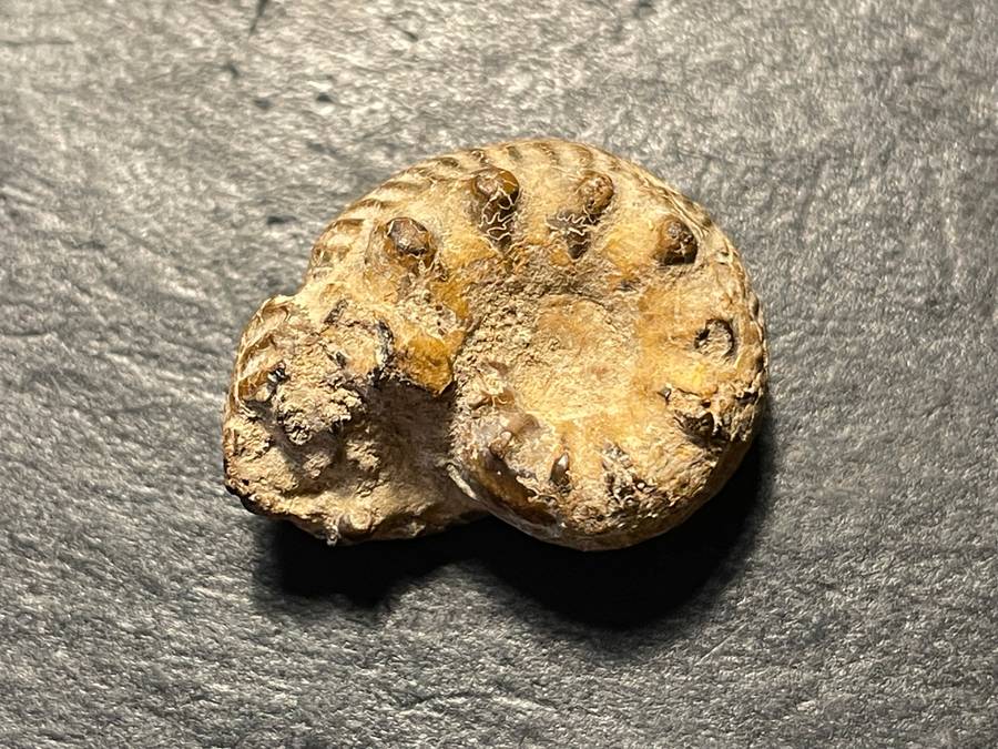 Lot 3 of 4 - Ancient ammonite fossil as per photo