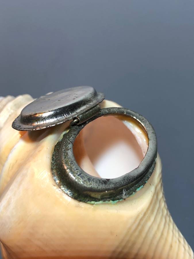 A Victorian Conch Shell Snuff Box