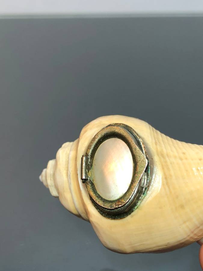 A Victorian Conch Shell Snuff Box