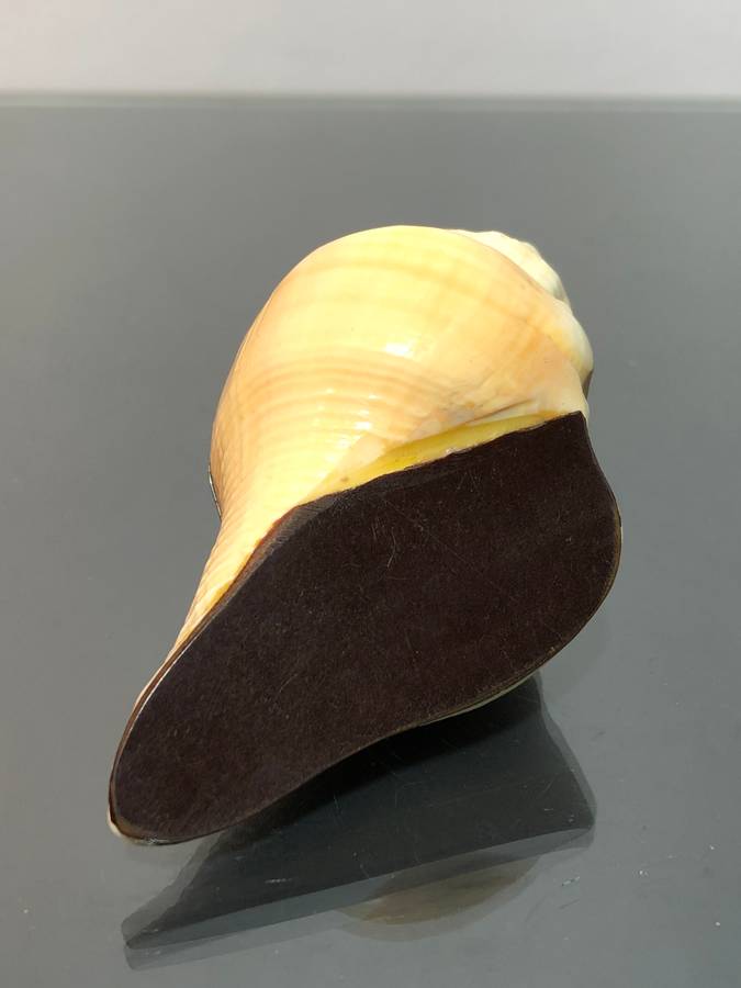 A Victorian Conch Shell Snuff Box