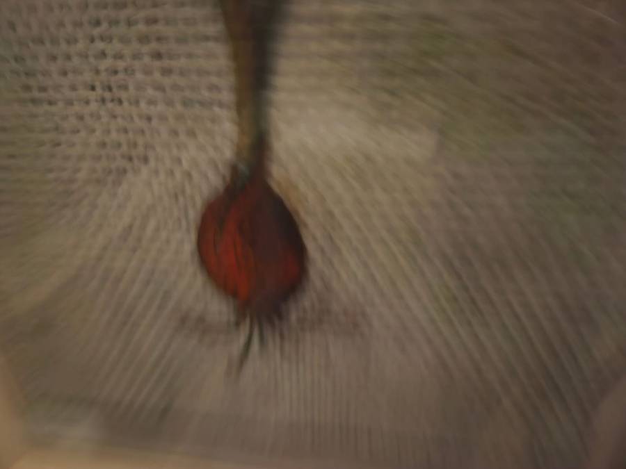 Framed Painted Flower on Fabric Print behind glass