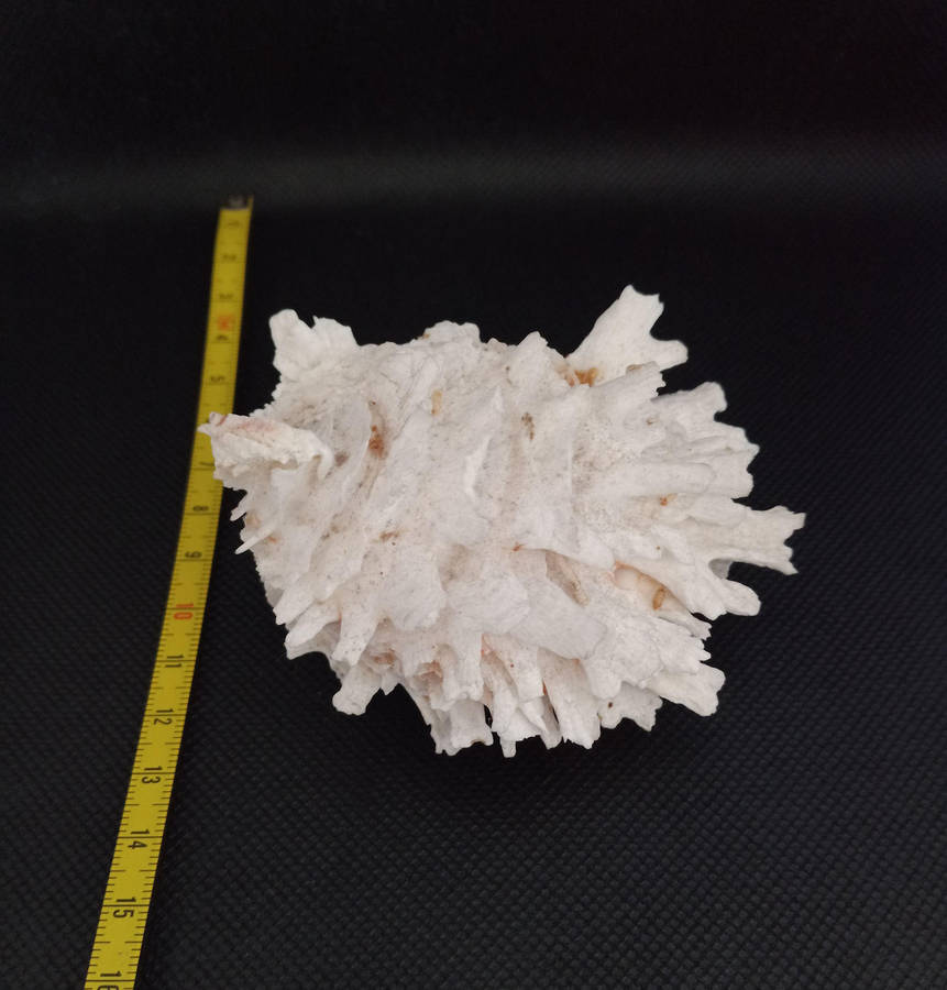 Shell bundle