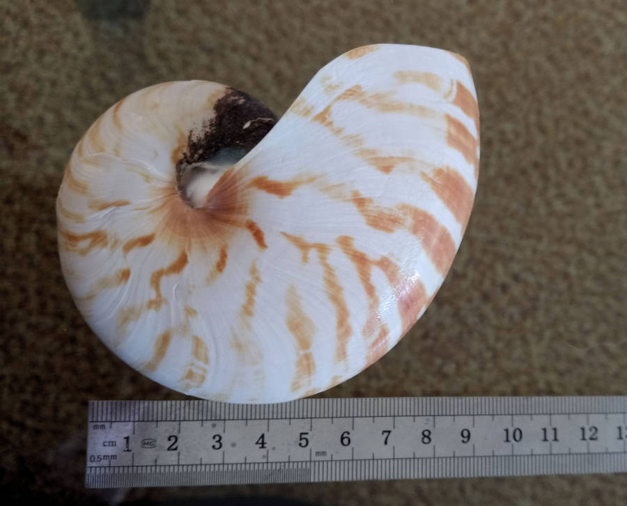 Nautilus seashell